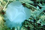 2009-09-07 11-18-51Li
